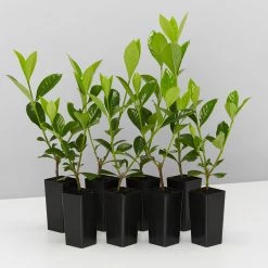 Hedge Shrubs Gardenia Augusta Lacey Lady