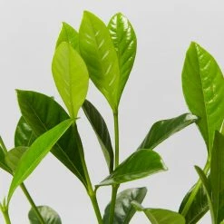 Hedge Shrubs Gardenia Augusta Professor Pucci