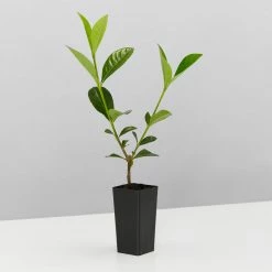 Hedge Shrubs Gardenia Augusta Professor Pucci