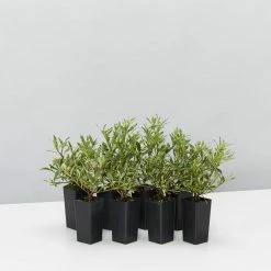 Hedge Shrubs Gardenia Augusta Radicans Variegata