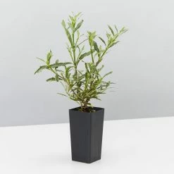 Hedge Shrubs Gardenia Augusta Radicans Variegata