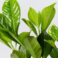 Hedge Gardenia Augusta Florida