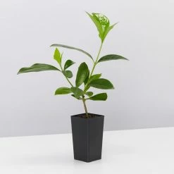 Shrubs Gardenia Augusta Forever More (2m Tall)