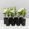 Hedge Gardenia Grandiflora Star