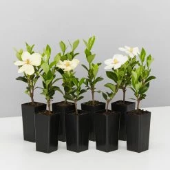 Hedge Gardenia Grandiflora Star