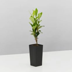 Hedge Gardenia Grandiflora Star