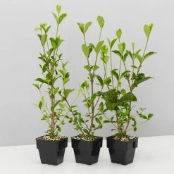 Hedge Gardenia Augusta Magnifica - 85mm (Taller Size) Shrubs