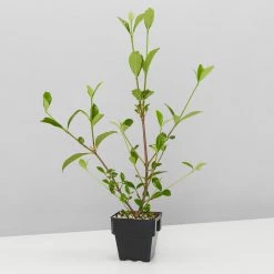 Hedge Gardenia Augusta Magnifica - 85mm (Taller Size) Shrubs