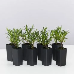 Ozbreed Shrubs Gardenia Augusta O So Fine™ Pbr