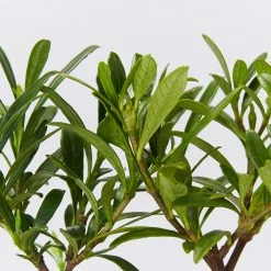 Ozbreed Shrubs Gardenia Augusta O So Fine™ Pbr