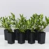Shrubs Gardenia Augusta Radicans Low-Growing Plant Pack