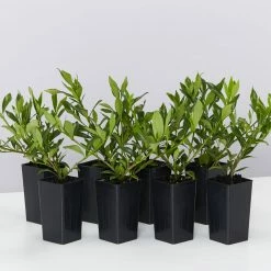 Shrubs Gardenia Augusta Radicans Low-Growing Plant Pack