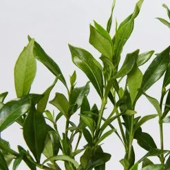 Shrubs Gardenia Augusta Radicans Low-Growing Plant Pack