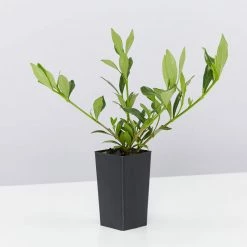 Shrubs Gardenia Augusta Radicans Low-Growing Plant Pack