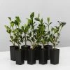 Hedge Gardenia True Love Hedging Plants