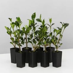 Hedge Gardenia True Love Hedging Plants