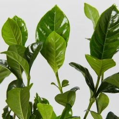 Hedge Gardenia True Love Hedging Plants