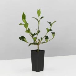 Hedge Gardenia True Love Hedging Plants