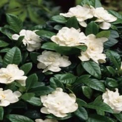 Hedge Gardenia Augusta Aimee Yoshiba