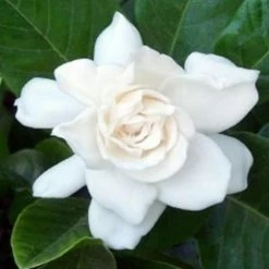 Hedge Gardenia Augusta Magnifica - 85mm (Taller Size) Shrubs