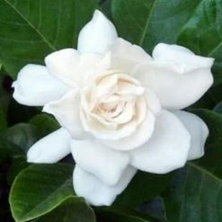 Hedge Gardenia Augusta Magnifica