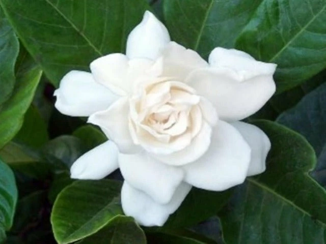 Hedge Gardenia Augusta Magnifica 4 Hedge Gardenia Augusta Magnifica