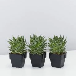 Succulents Gasteria Durban 85mm