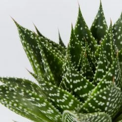 Succulents Gasteria Durban 85mm