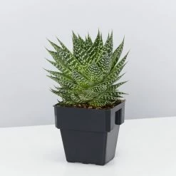 Succulents Gasteria Durban 85mm