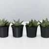Succulents Gasteria Kabela
