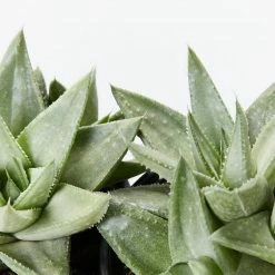 Succulents Gasteria Kabela