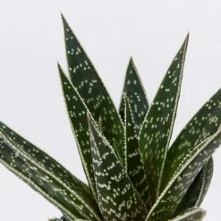 Succulents Gasteria X Viking Full Sun