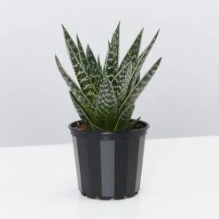 Succulents Gasteria X Viking Full Sun