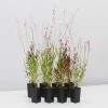 Shrubs Gaura Assorted Pack