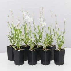 Shrubs Oenothera (Gaura) Lindheimeri Belleza White