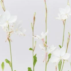 Shrubs Gaura Assorted Pack