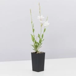 Shrubs Gaura Assorted Pack