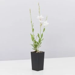 Shrubs Oenothera (Gaura) Lindheimeri Belleza White