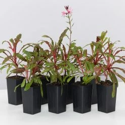 Shrubs Gaura Lindheimeri Dark Pink