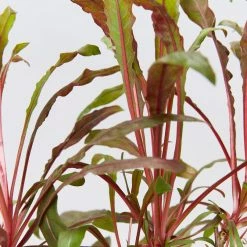 Shrubs Gaura Lindheimeri Dark Pink