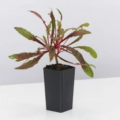 Shrubs Gaura Lindheimeri Dark Pink