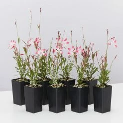 Shrubs Oenothera (Gaura) Lindheimeri Little Janie Border Plants