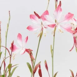 Shrubs Oenothera (Gaura) Lindheimeri Little Janie 85mm