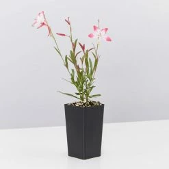 Shrubs Oenothera (Gaura) Lindheimeri Little Janie Border Plants