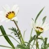 Shrubs Gazania Rigens New Day White Border Plants
