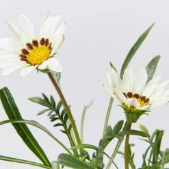 Shrubs Gazania Rigens New Day White Border Plants
