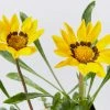 Shrubs Border Plants Gazania Rigens Yellow 🌻