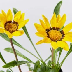Shrubs Border Plants Gazania Rigens Yellow 🌻
