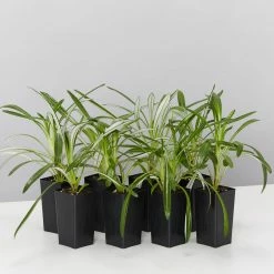 Shrubs Border Plants Gazania Rigens Pink 🌺