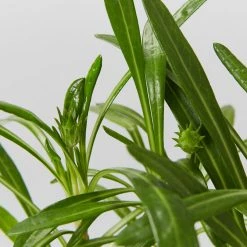 Shrubs Border Plants Gazania Rigens Pink 🌺 12 Shrubs Border Plants Gazania Rigens Pink 🌺